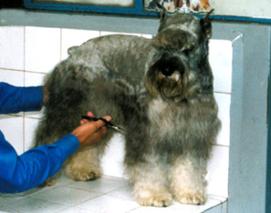 Cortes de pelo segun la raza de su perro